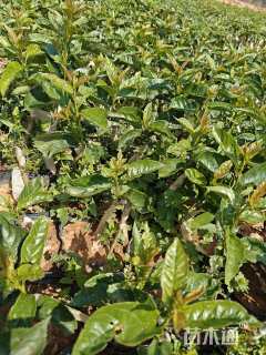 高度30厘米巴西甜樱桃