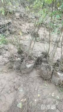 高度80厘米紫穗槐