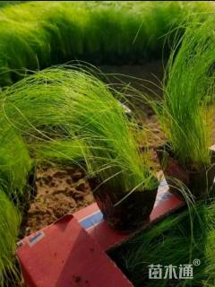 高度25厘米墨西哥羽毛草