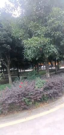 15公分桂花