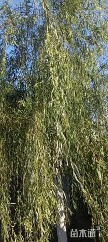 15公分嫁接垂柳