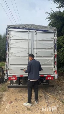 高度30厘米迷迭香