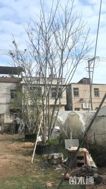 8公分(5杆)丛生朴树