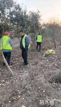高度300厘米丛生大叶女贞