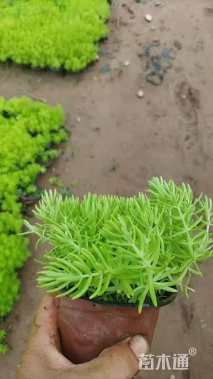 高度10厘米佛甲草