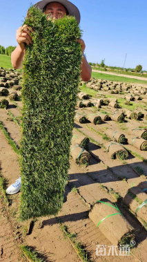 草卷状四季青草坪