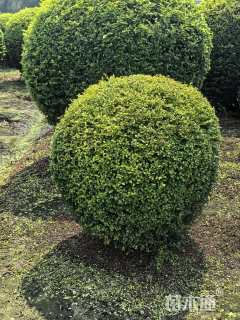 冠幅150厘米亮晶女贞球