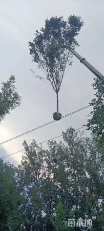 9公分香花槐