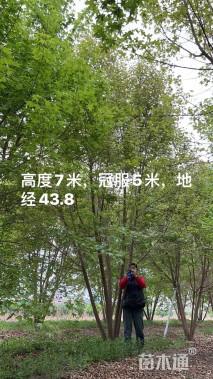 高度500厘米丛生元宝枫