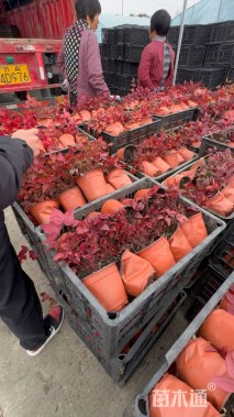 高度15厘米火焰南天竹