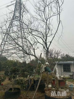 高度400厘米穗花牡荆