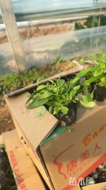 高度10厘米鼠尾草