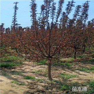 6公分绚丽海棠