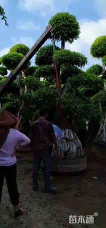 55公分造型小叶榕