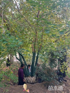 5公分(2杆)丛生乌桕