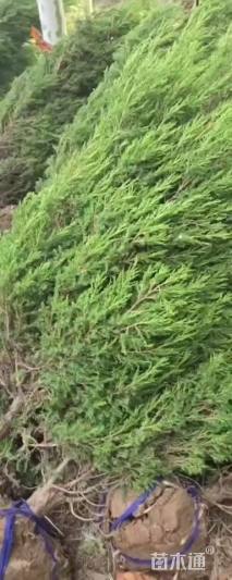 高度180厘米塔柏