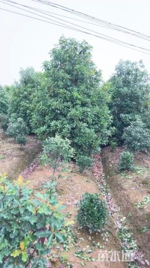 高度400厘米中华石楠