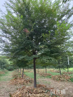15公分榉树