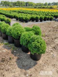 高度30厘米球柏