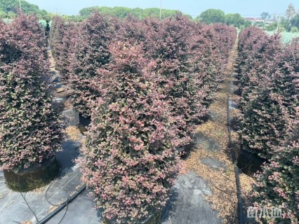高度1.5厘米红花继木
