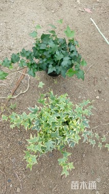 主蔓长30厘米常春藤