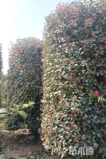 高度350厘米红叶石楠柱