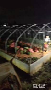 高度20厘米长春花