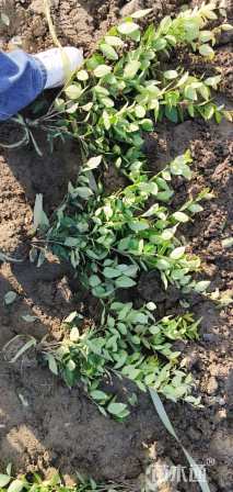 高度35厘米金森女贞小苗