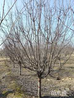 10公分红宝石海棠