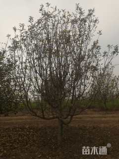 15公分八棱海棠