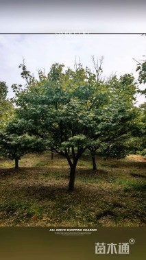 15公分红枫