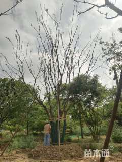 80公分(5杆)丛生朴树