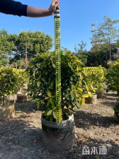 高度50厘米黄金榕