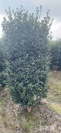 高度200厘米茶梅柱