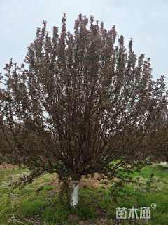 12公分绚丽海棠