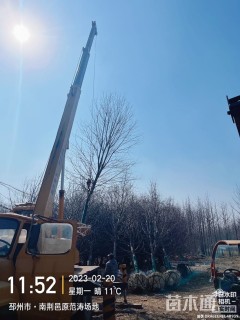 14公分美国红枫