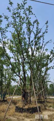 60公分丛生乌桕