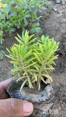 高度80厘米佛甲草