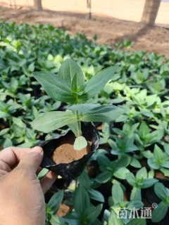 高度12厘米百日草