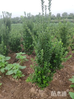 高度120厘米大叶黄杨柱