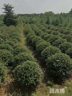 冠幅80厘米红叶石楠球