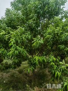 7公分白碧桃