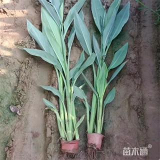 高度80厘米水生美人蕉