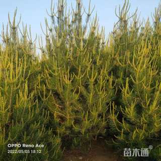 高度200厘米白皮松