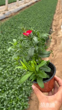 高度20厘米石竹