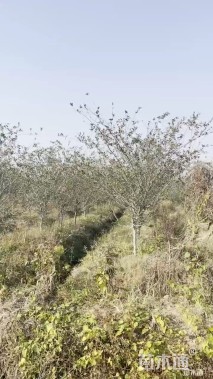 11公分垂丝海棠