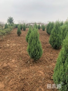 高度150厘米塔柏