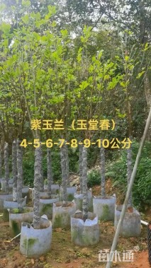 3公分紫玉兰