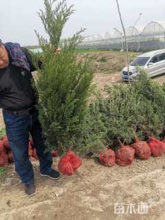 高度100厘米蜀桧