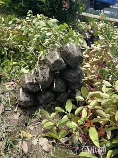 高度150厘米红叶石楠篱笆